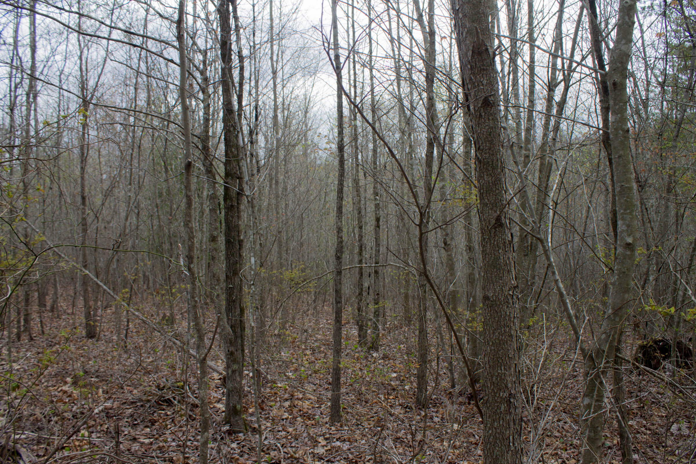 Tract 13 at Hidden Hills in Sequatchie County, Tennessee