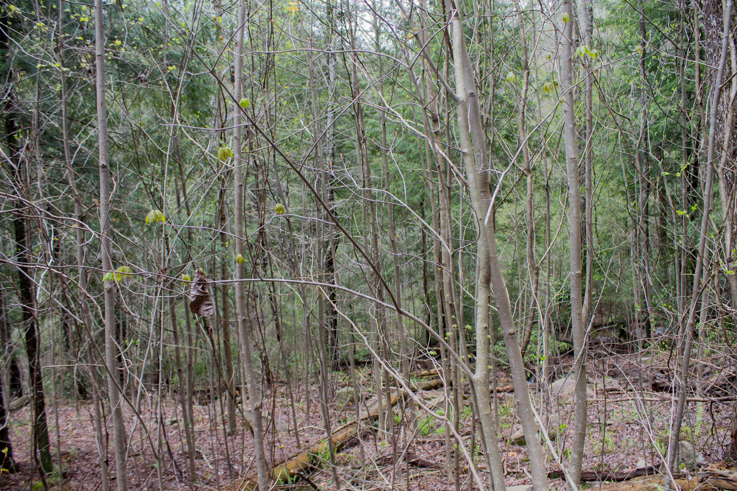 Tract 15 at Hidden Hills in Sequatchie County, Tennessee