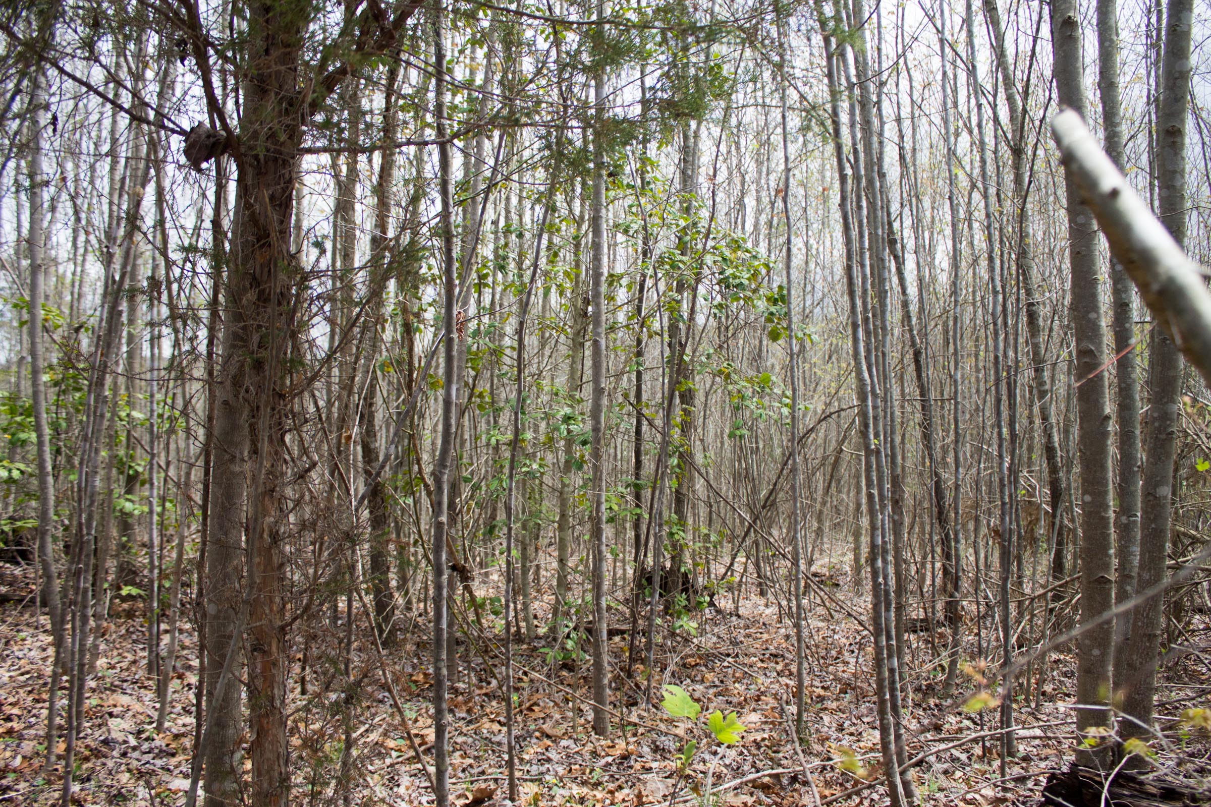 Tract 20 at Hidden Hills in Sequatchie County, Tennessee