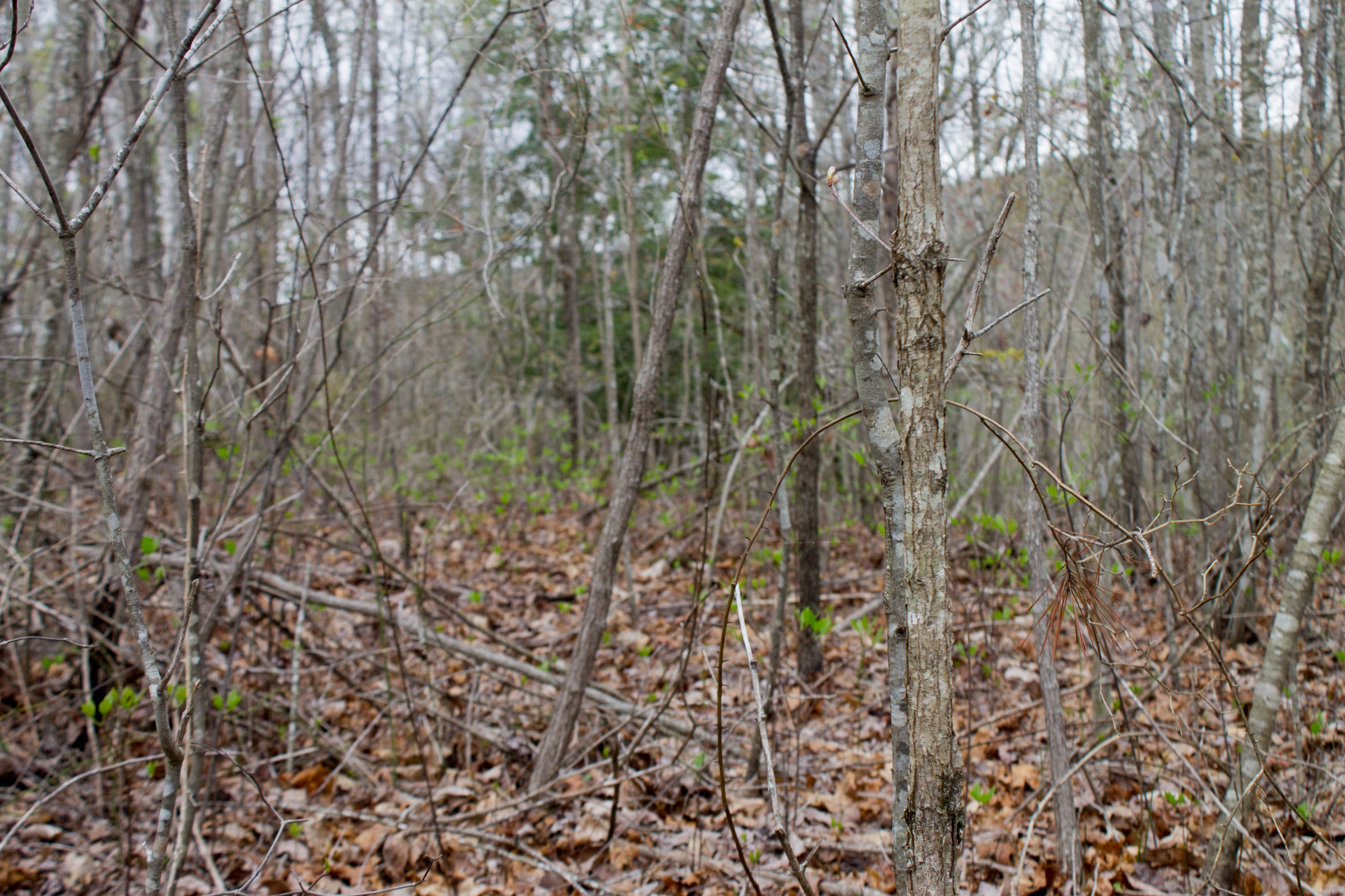 Tract 24 at Hidden Hills in Sequatchie County, Tennessee