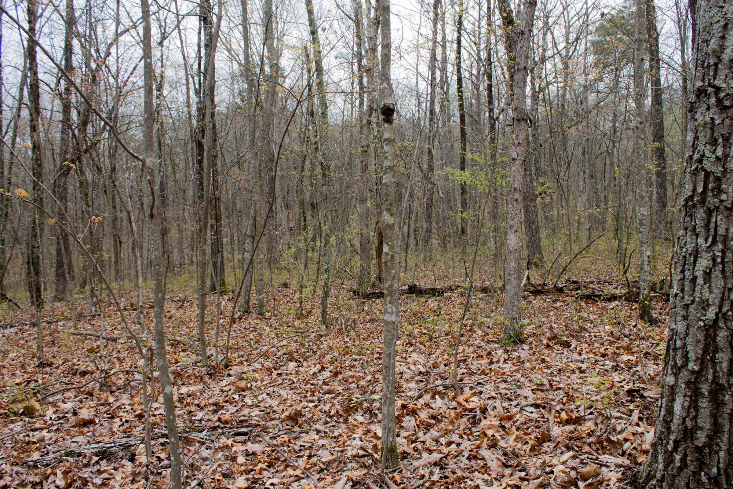 Tract 3 at Hidden Hills in Sequatchie County, Tennessee