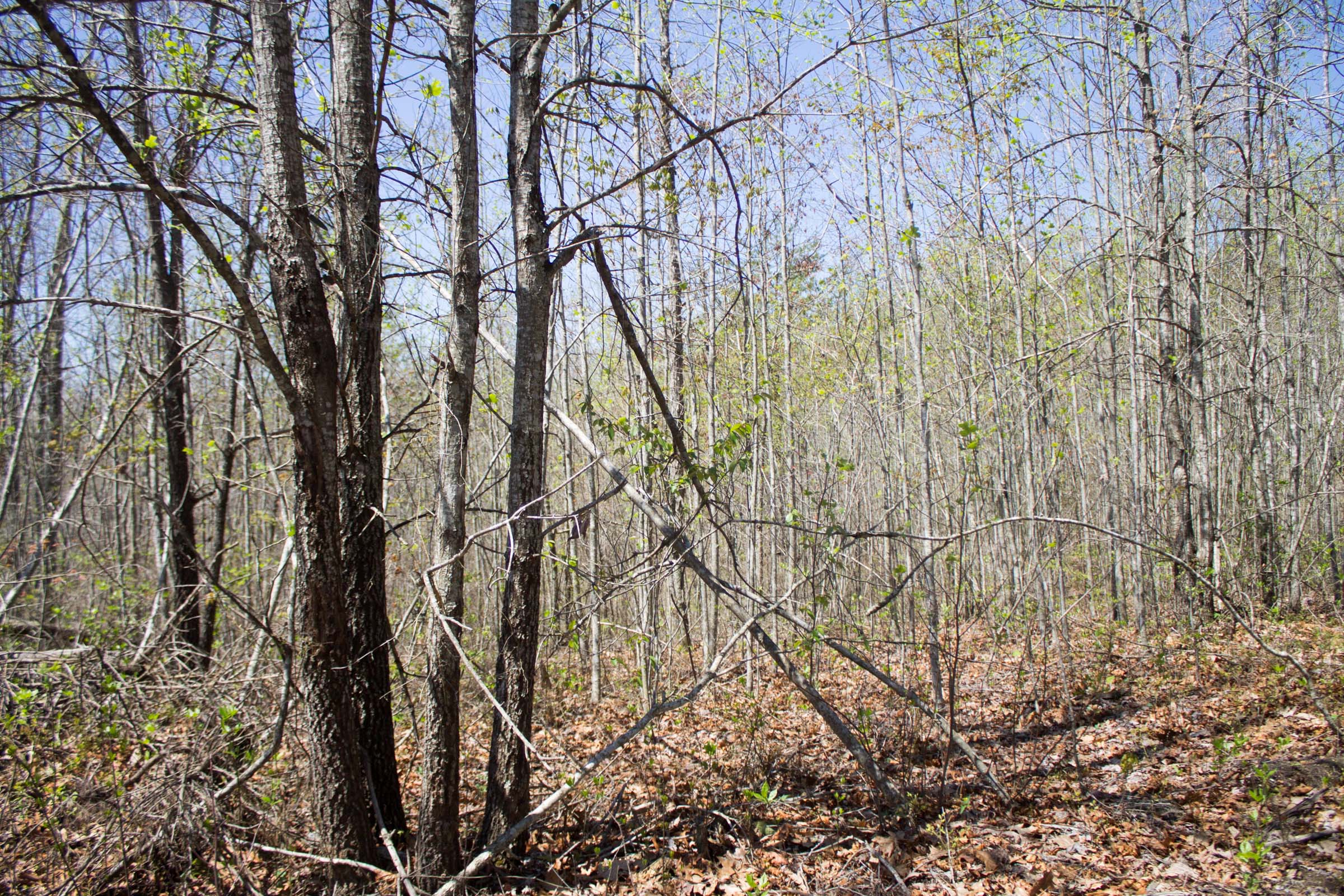 Tract 31 at Hidden Hills in Sequatchie County, Tennessee