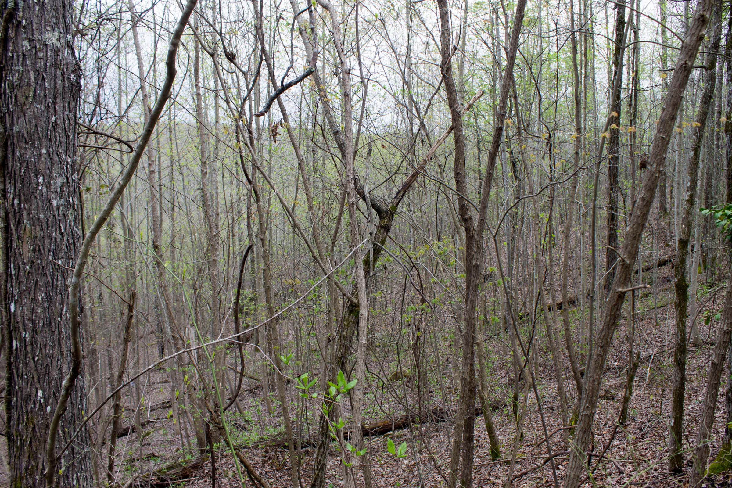 Tract 34 at Hidden Hills in Sequatchie County, Tennessee