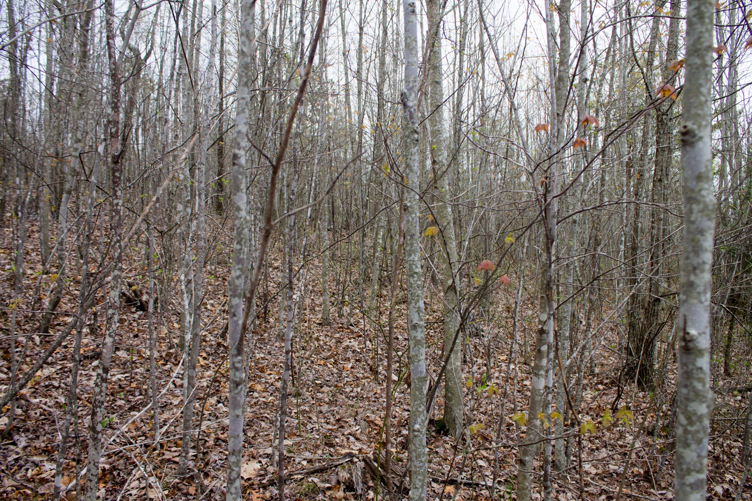 Tract 36 at Hidden Hills in Sequatchie County, Tennessee