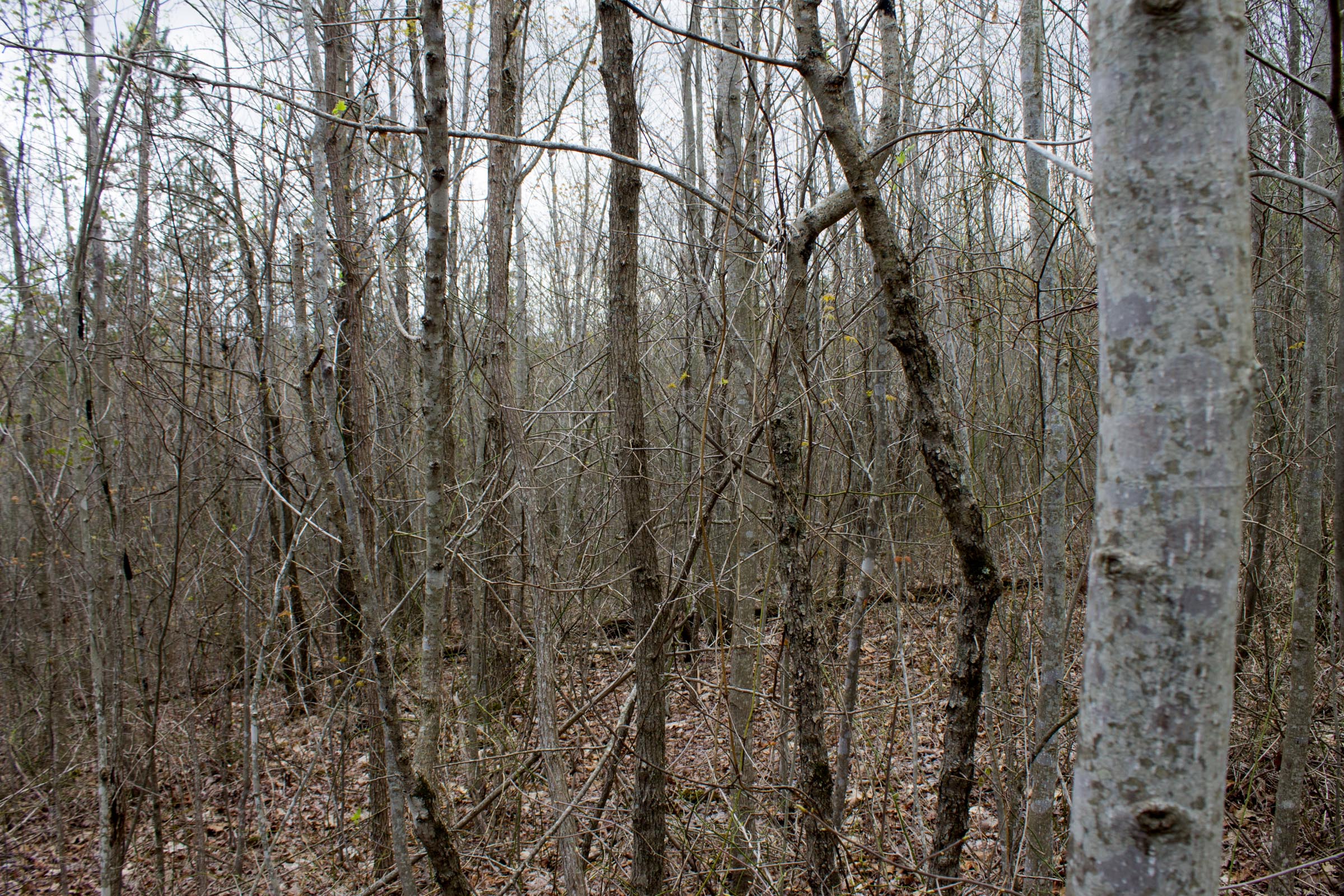 Tract 39 at Hidden Hills in Sequatchie County, Tennessee