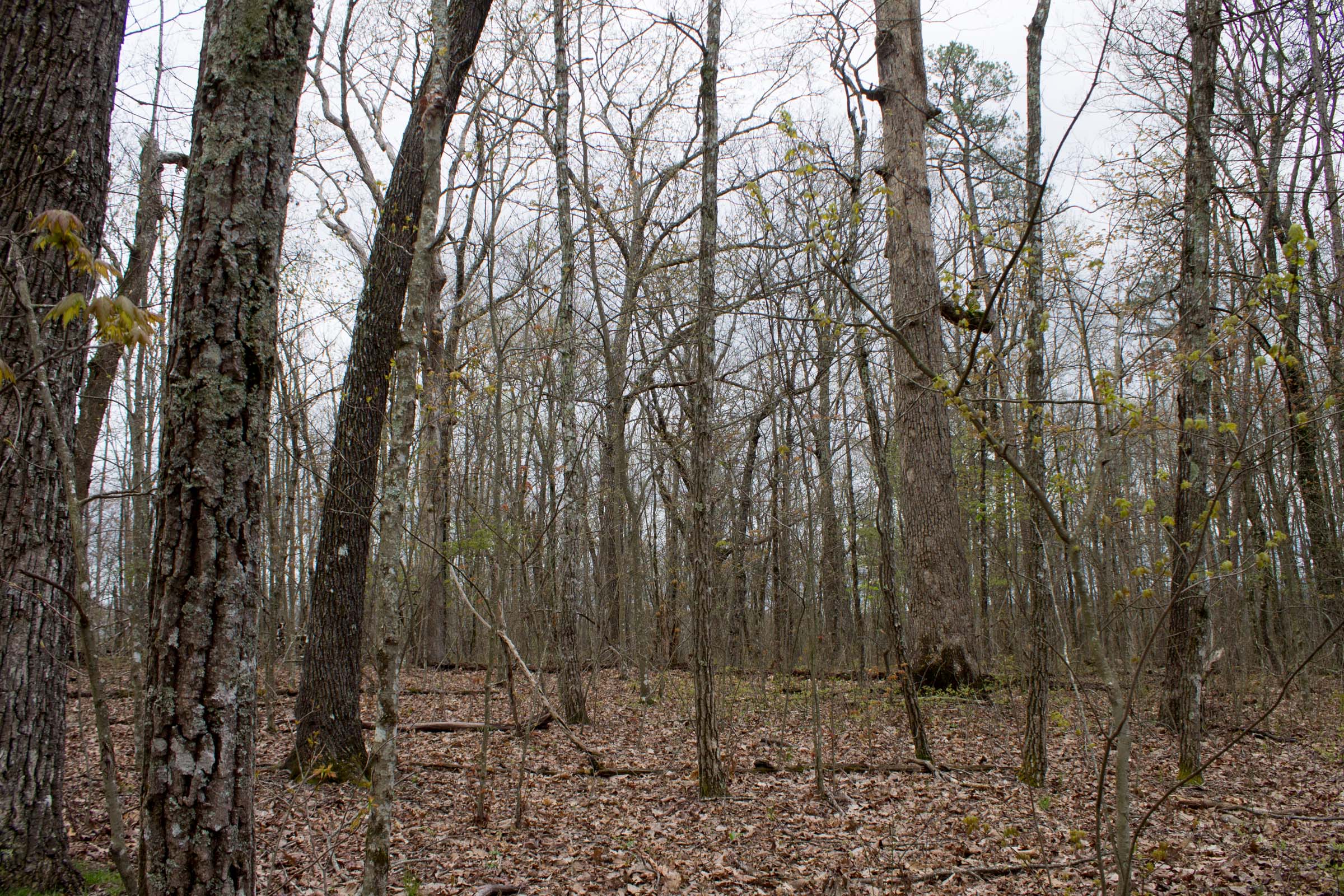 Tract 4 at Hidden Hills in Sequatchie County, Tennessee