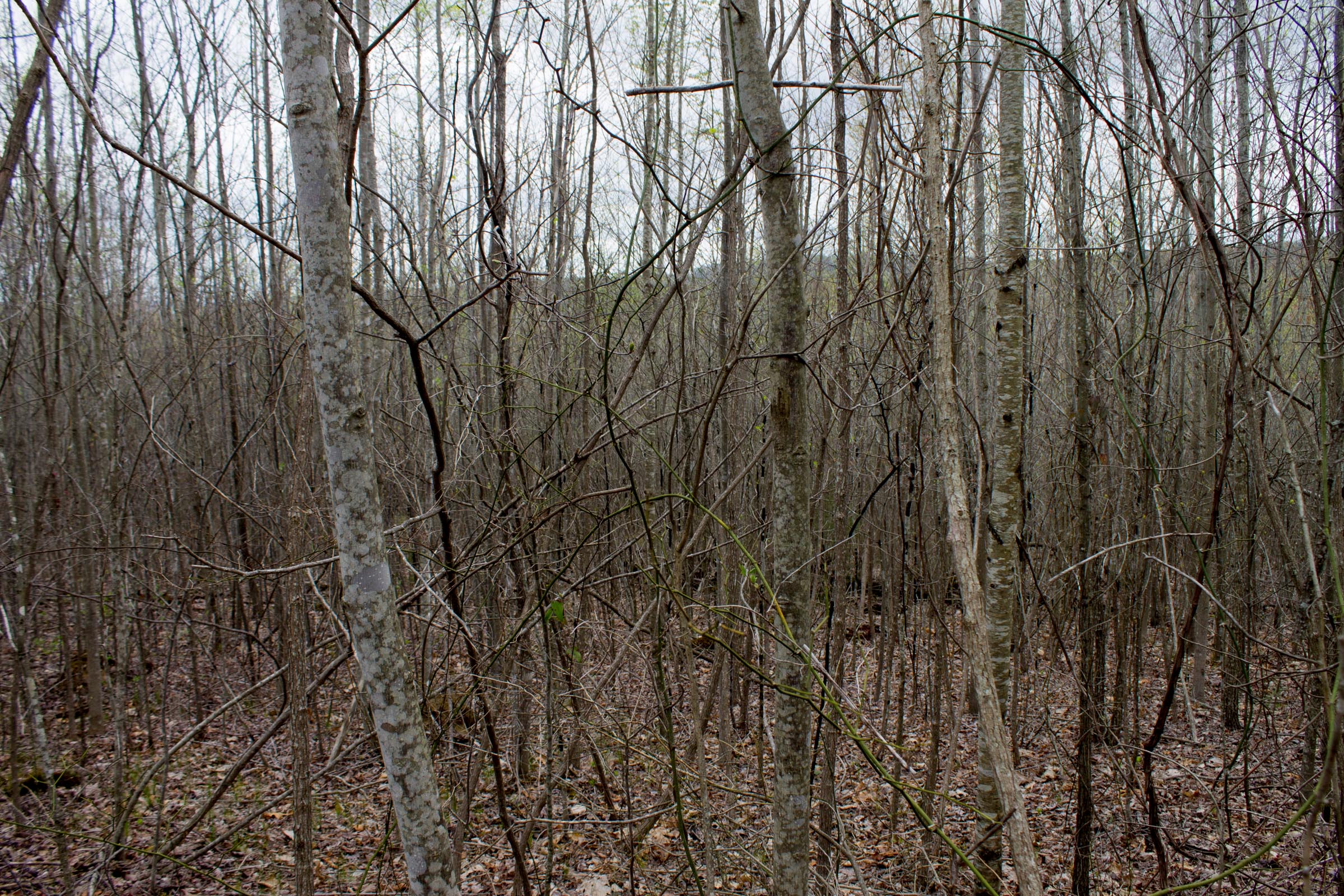 Tract 41 at Hidden Hills in Sequatchie County, Tennessee
