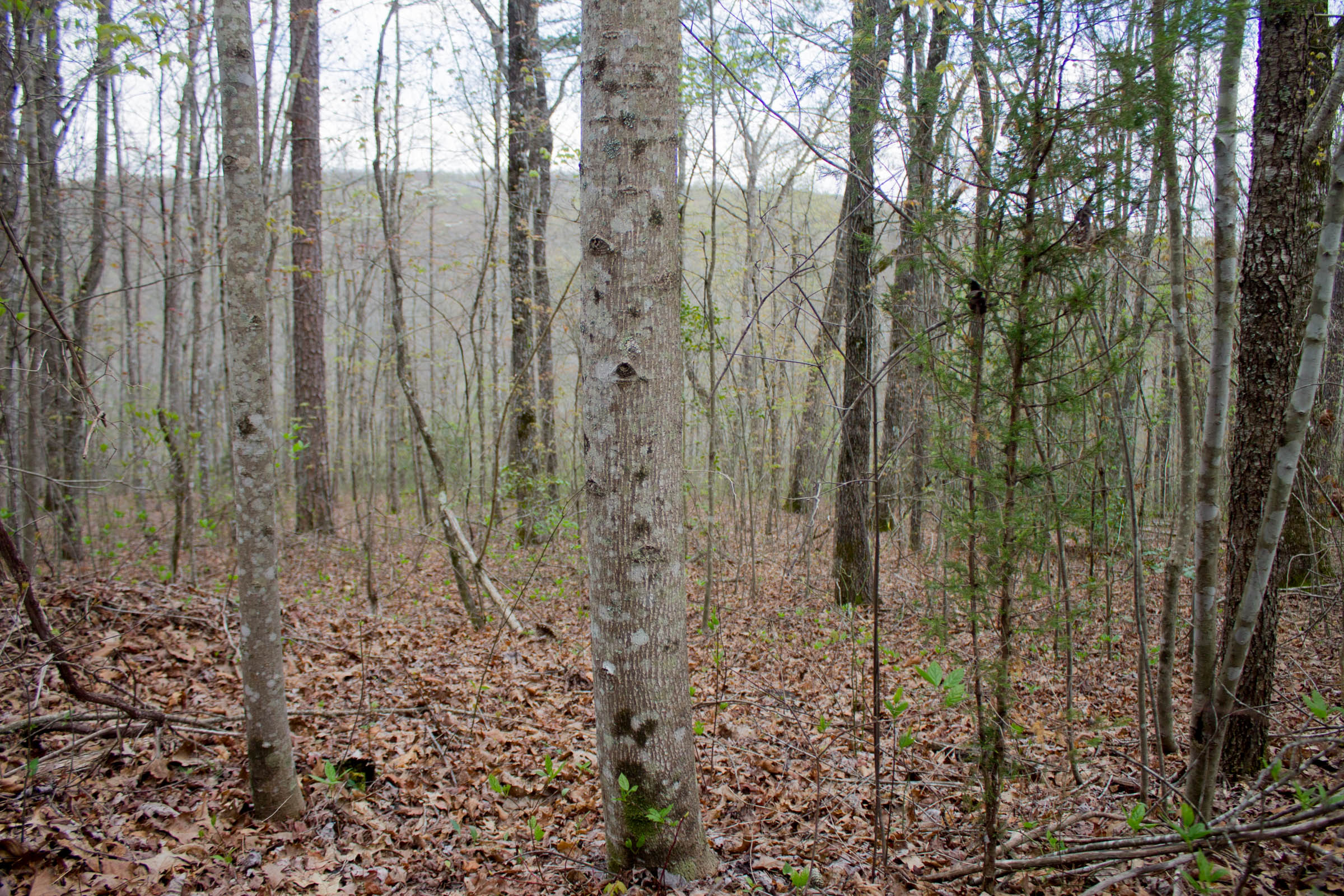 Tract 44 at Hidden Hills in Sequatchie County, Tennessee