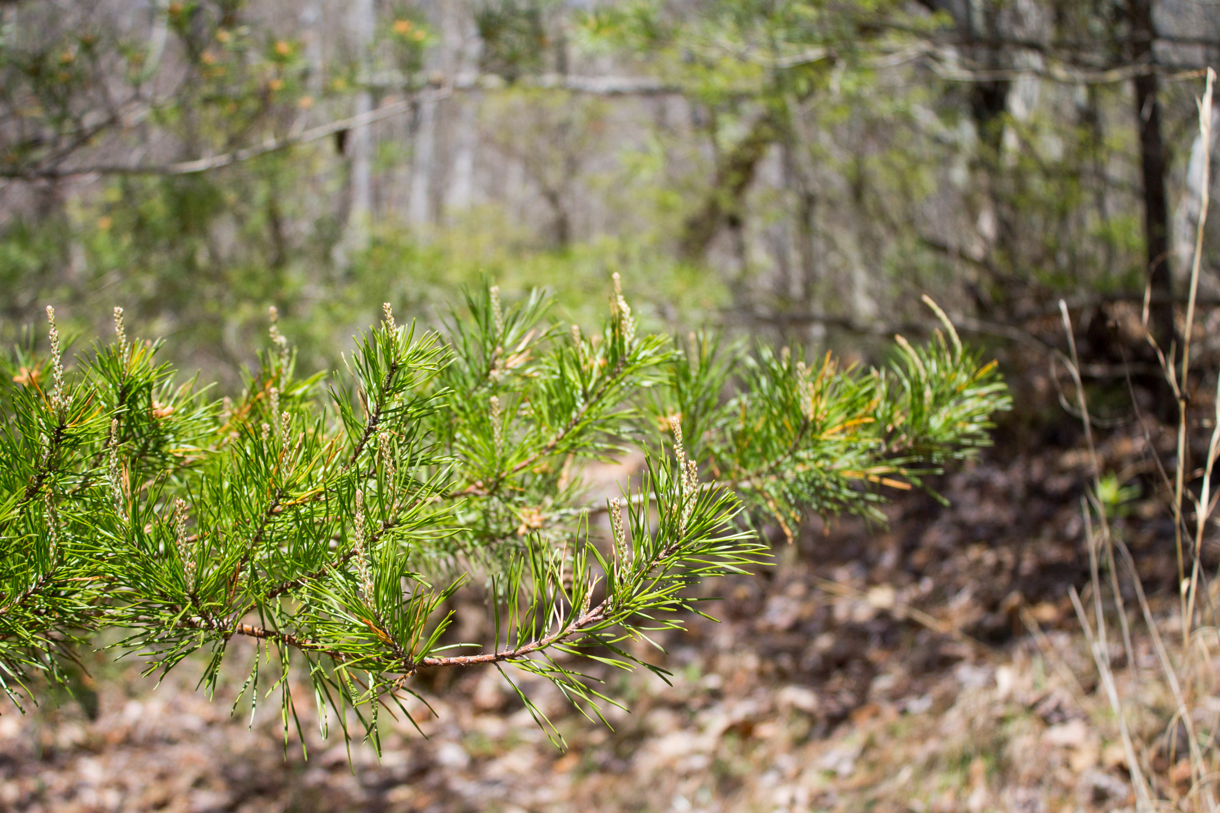 Tract 5 at Hidden Hills in Sequatchie County, Tennessee