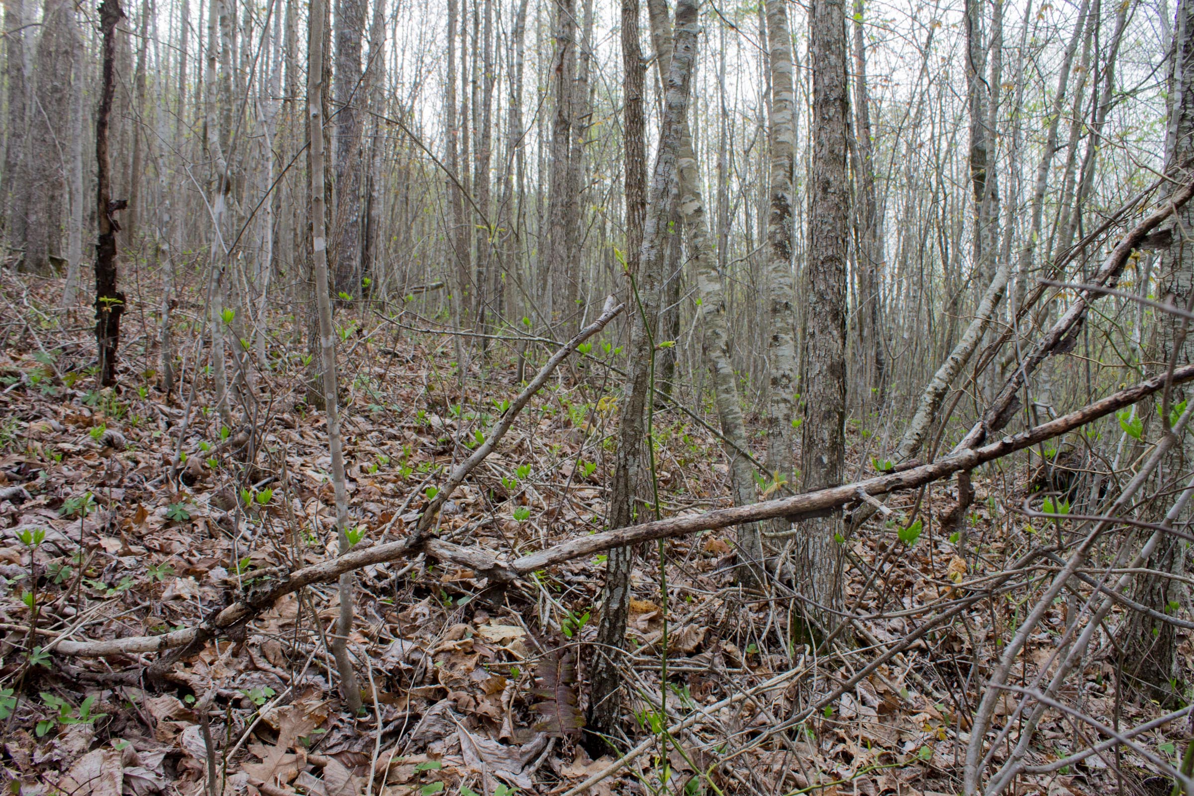Tract 50 at Hidden Hills in Sequatchie County, Tennessee
