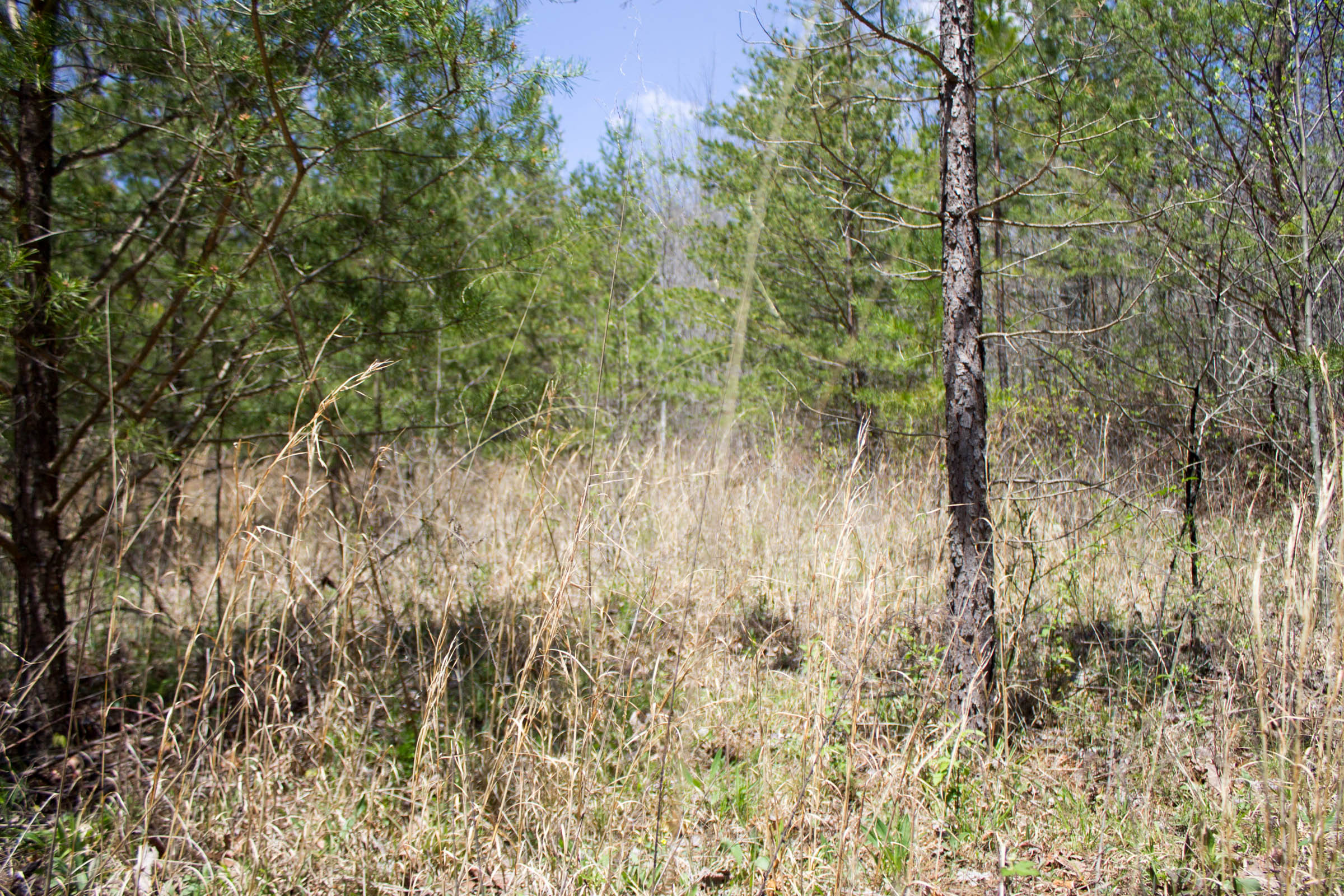 Tract 6 at Hidden Hills in Sequatchie County, Tennessee