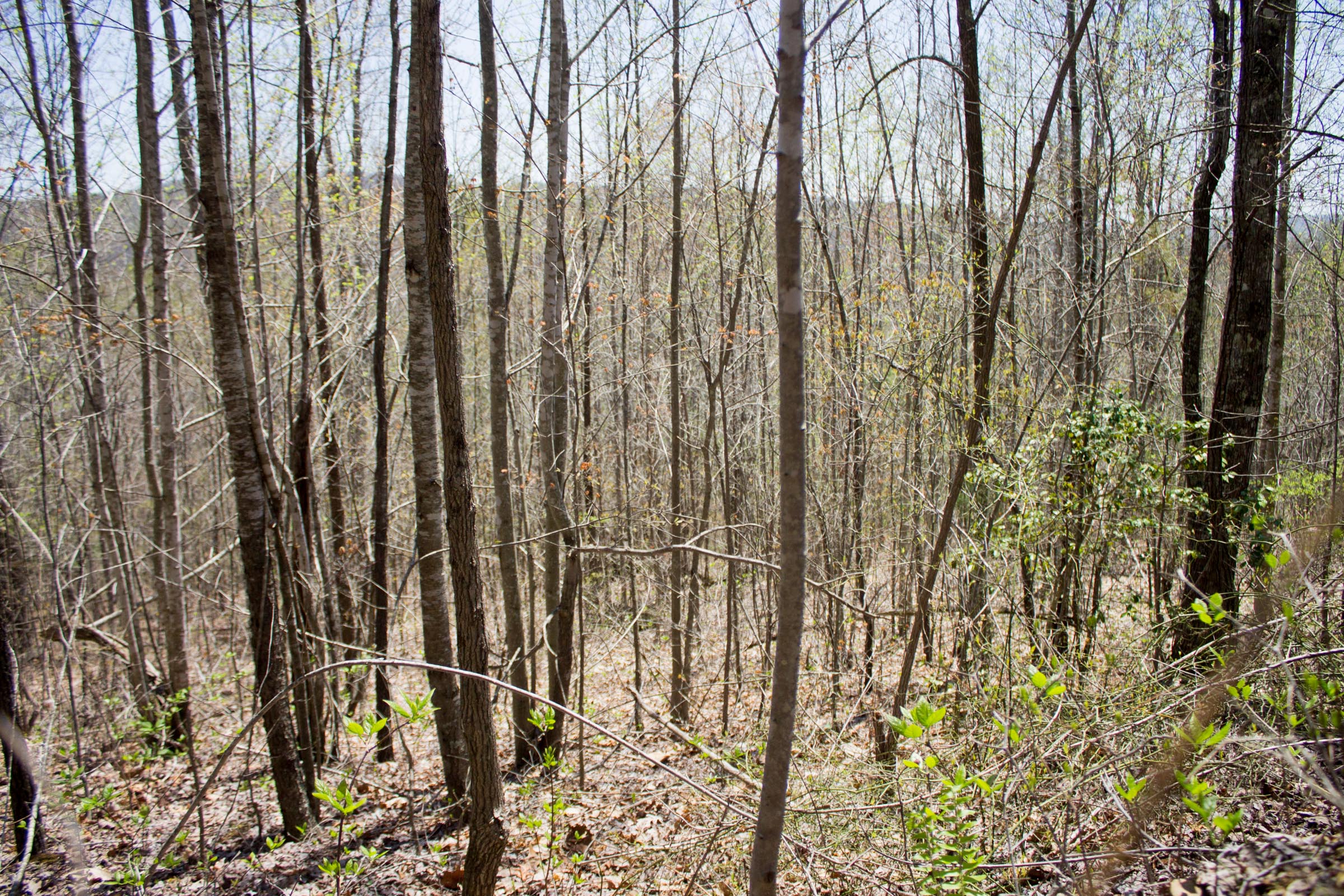 Tract 8 at Hidden Hills in Sequatchie County, Tennessee